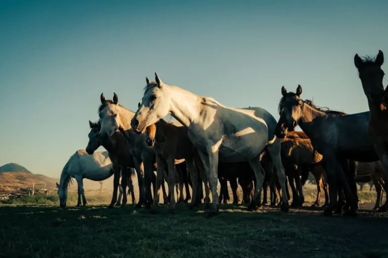 Free Horse Racing Picks: Review, Safety, Bonuses, and What Players Should Know