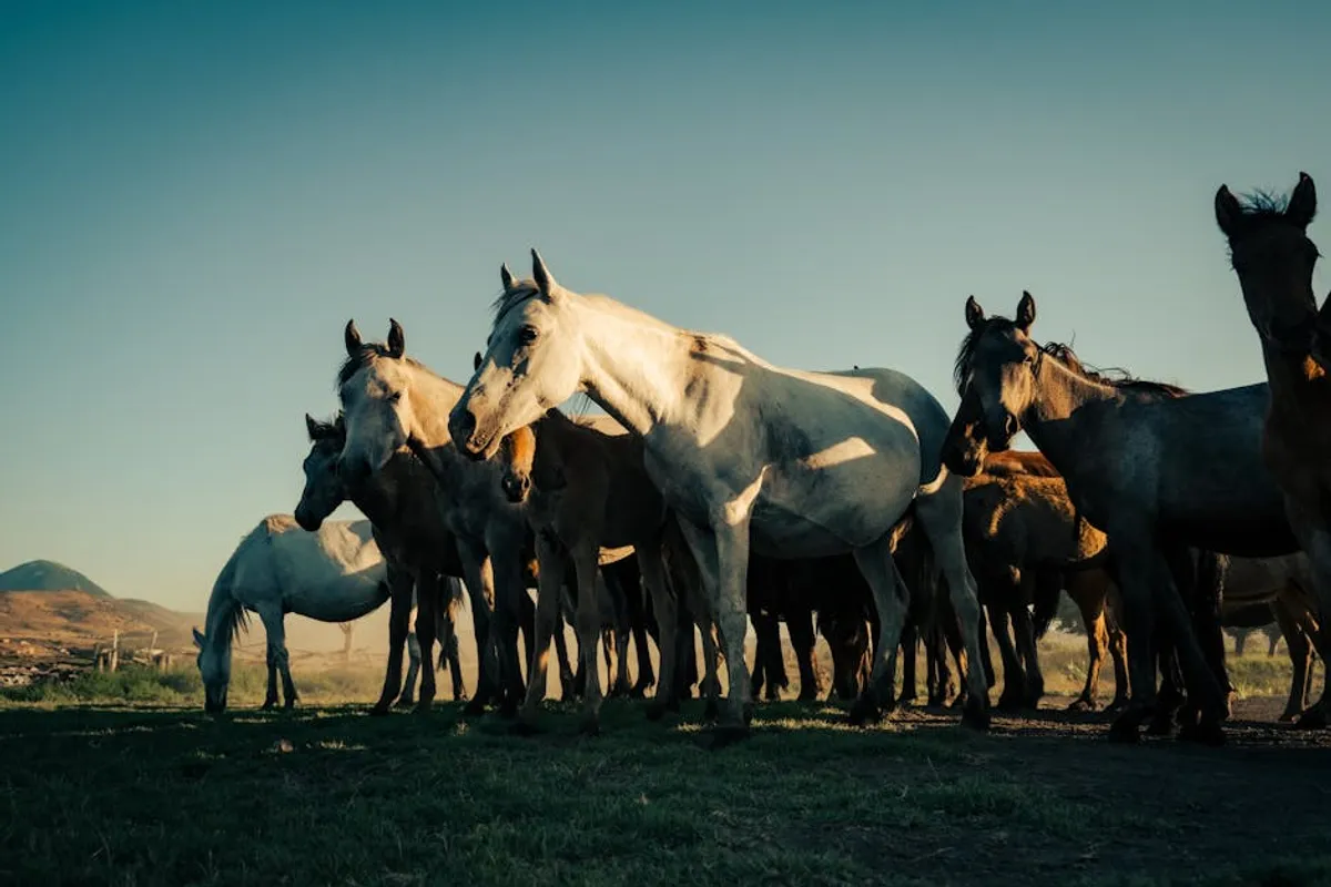 Free Horse Racing Picks: Review, Safety, Bonuses, and What Players Should Know